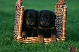 BEAUCERON - PUPPIES 422